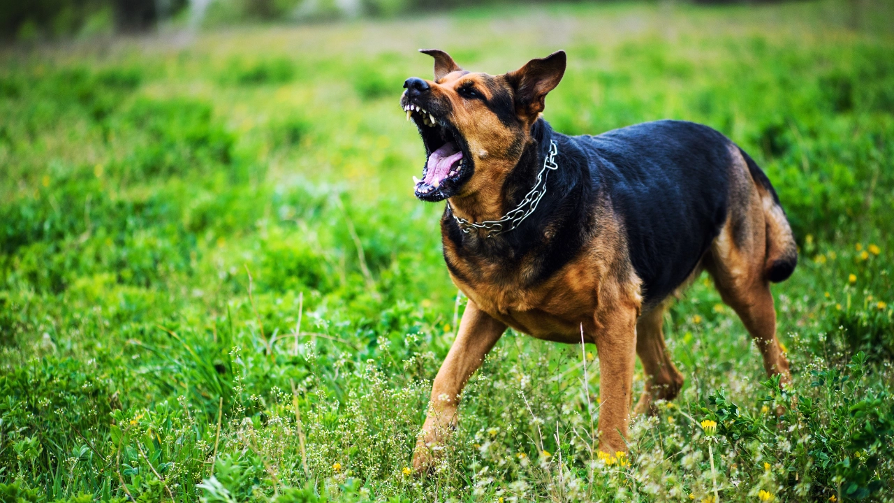 aggressive dog on a lawn